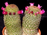 Mammillaria matudae